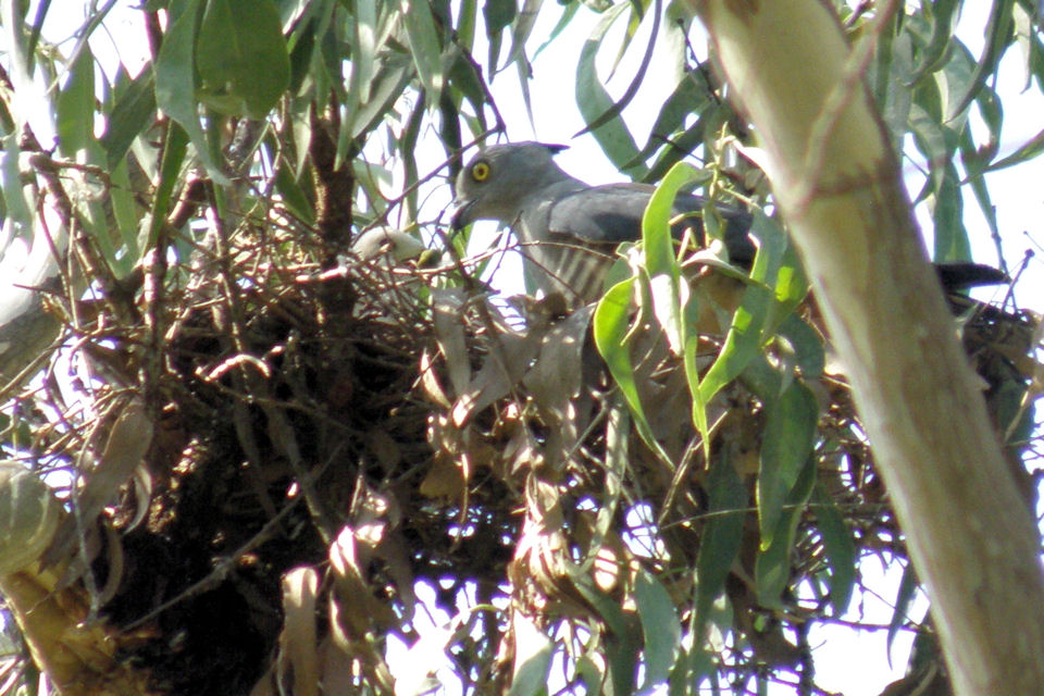 Pacific Baza (Aviceda subcristata)